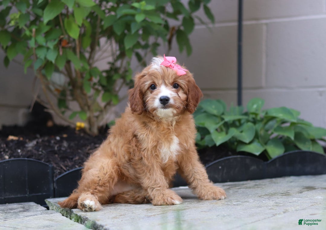 Cavapoo dogs for sale: Lily - Image 5