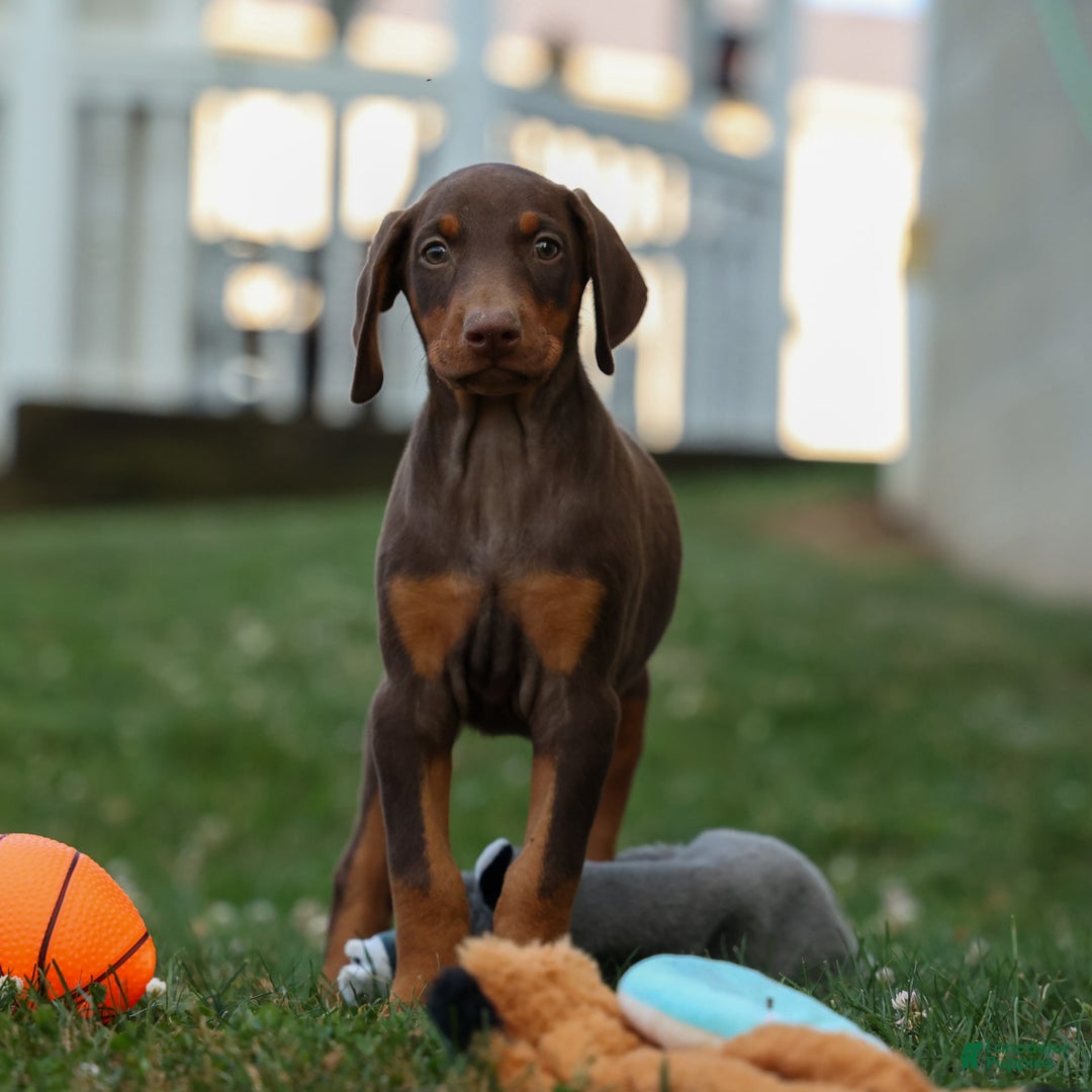 Doberman Pinscher dogs for sale: DIAMOND - Image 10