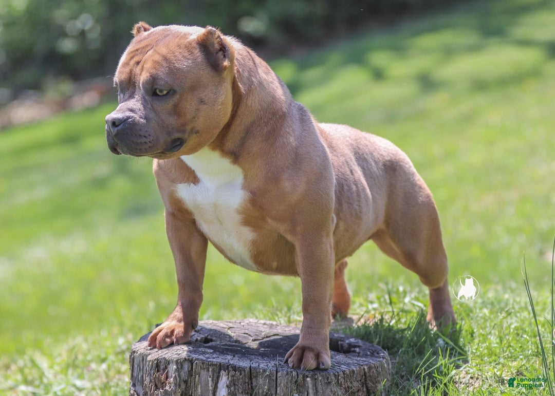 American Bully dogs for sale: Willy - Image 2
