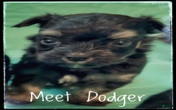Yorkshire Terrier dogs for sale: Dodger - Image 4
