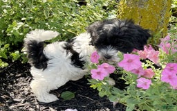 Havanese dogs for sale: Alex - Image 1