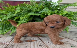Mini Goldendoodle dogs for sale: Mini -coner - Image 72
