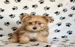 Morkie dogs for sale: Murphy - Image 14