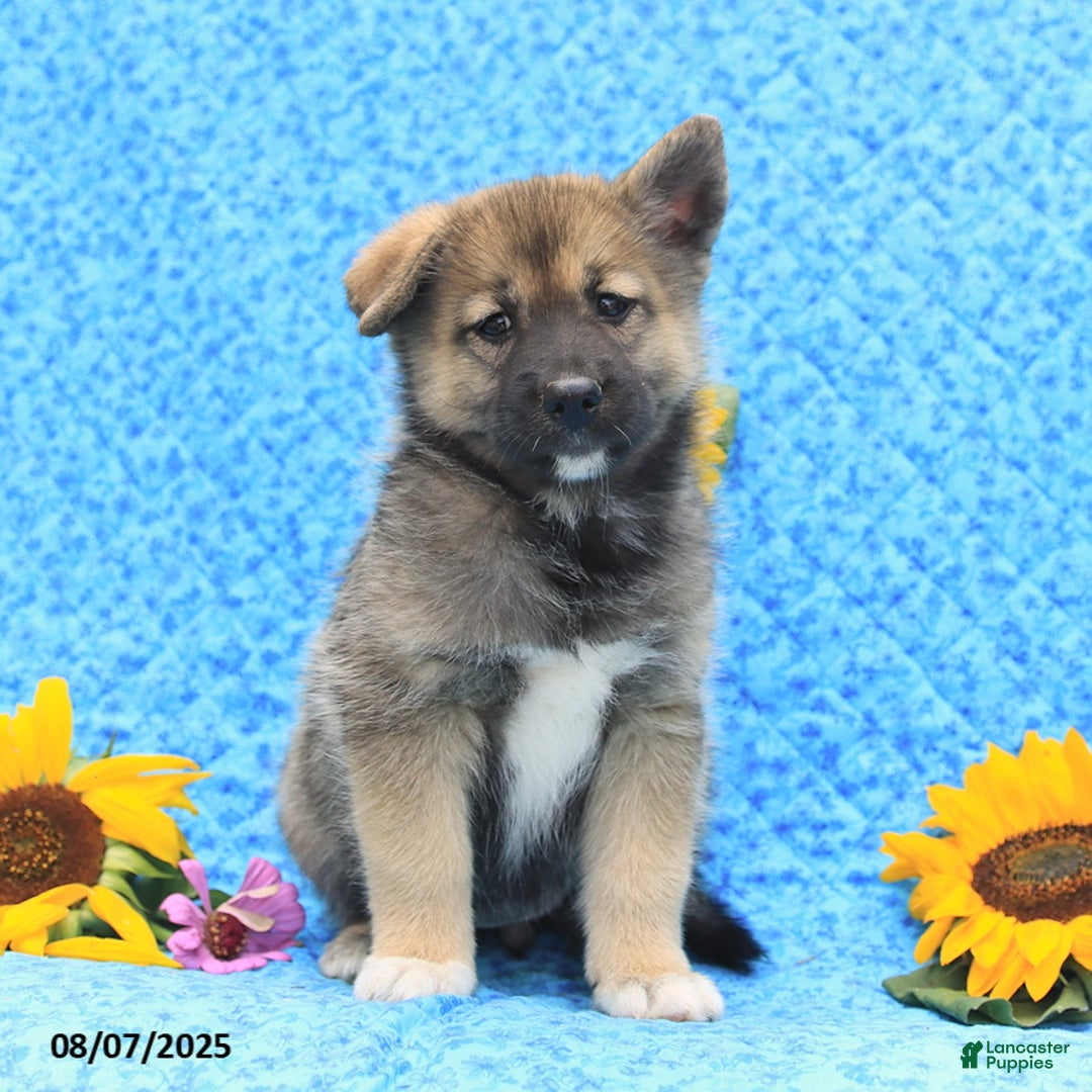 Pomsky dogs for sale: Mae - Image 5