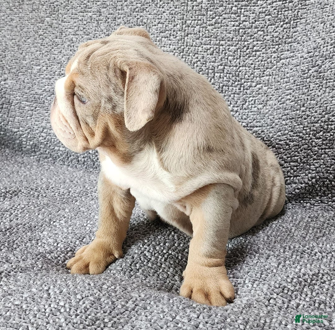 English Bulldog dogs for sale: Ollie - Image 7