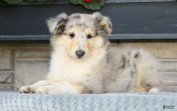 Collie dogs for sale: Pansy - Image 5