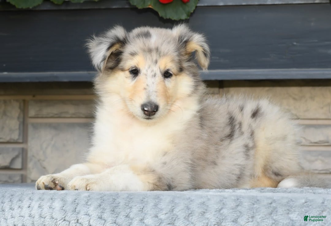 Collie dogs for sale: Pansy - Image 5