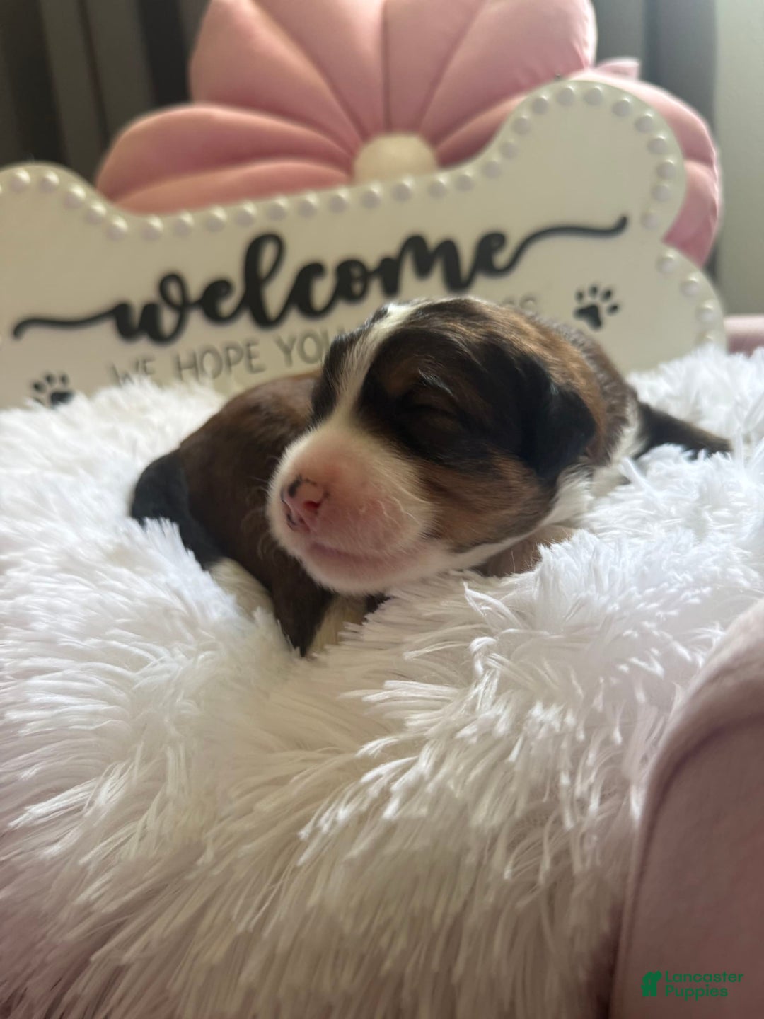 Bernedoodle dogs for sale: Tri Color Girl - Image 9