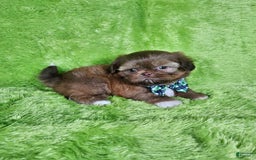 Shih Tzu dogs for sale: Bear - Image 12