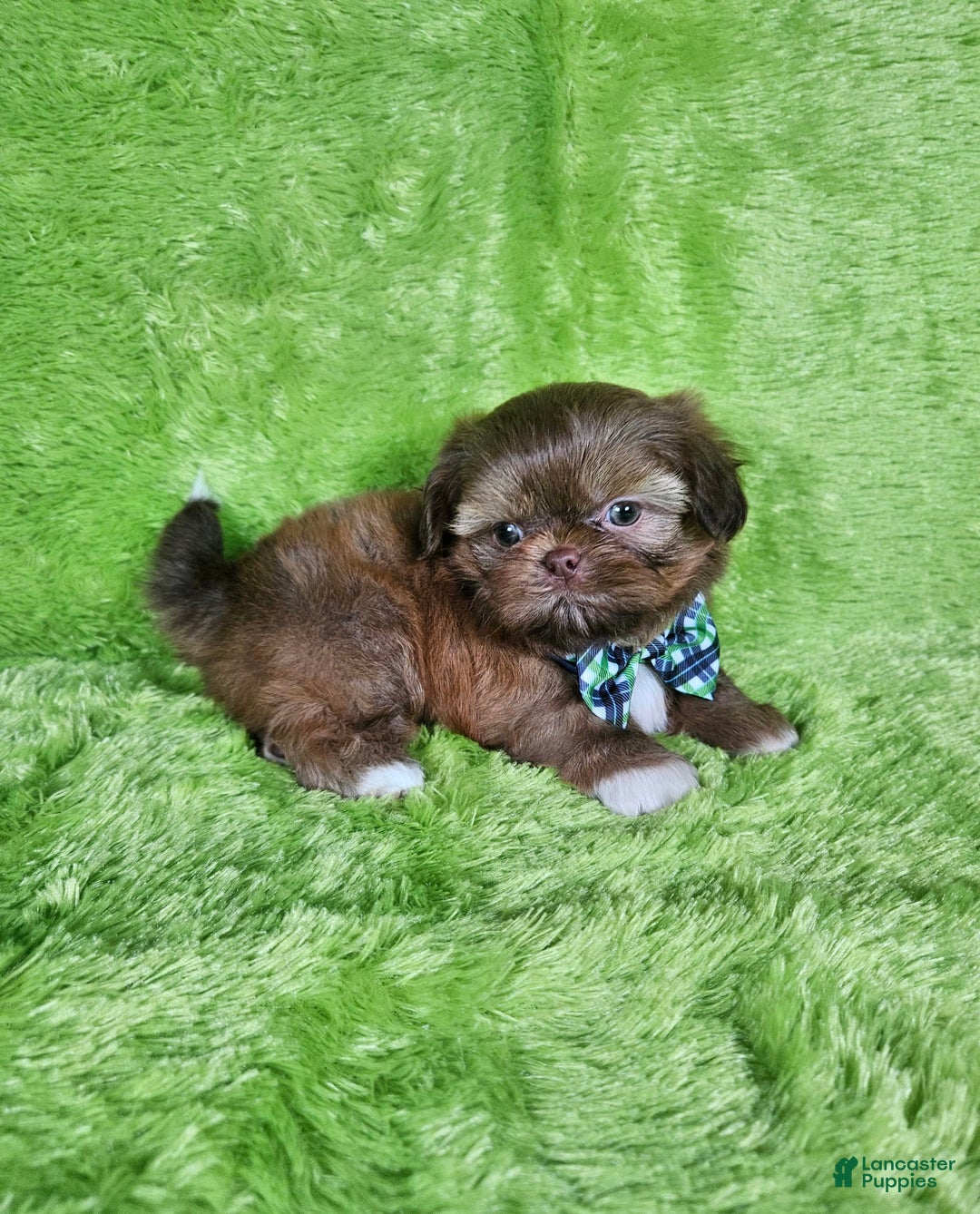 Shih Tzu dogs for sale: Bear - Image 12