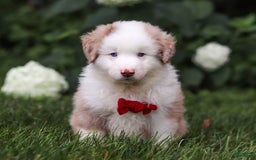 Miniature Australian Shepherd dogs for sale: Rover - Image 5