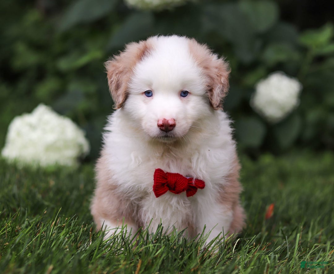 Miniature Australian Shepherd dogs for sale: Rover - Image 5