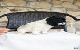 Cocker Spaniel dogs for sale: Mitsy - Image 8