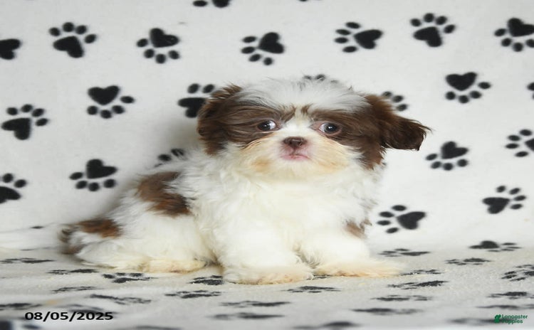 Shih Tzu dogs for sale - Ad 3
