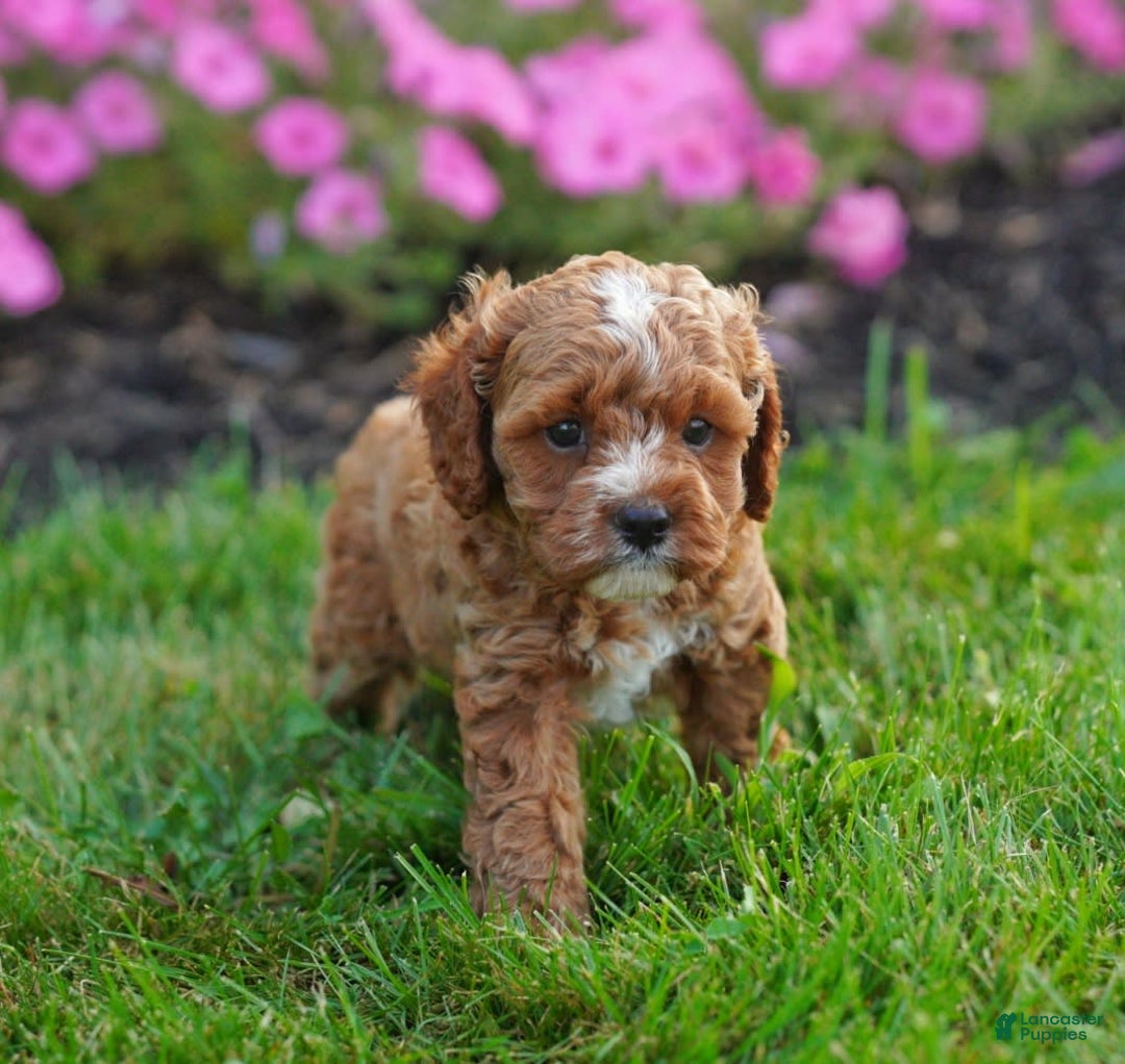Cavapoo dogs for sale: Copper - Image 2