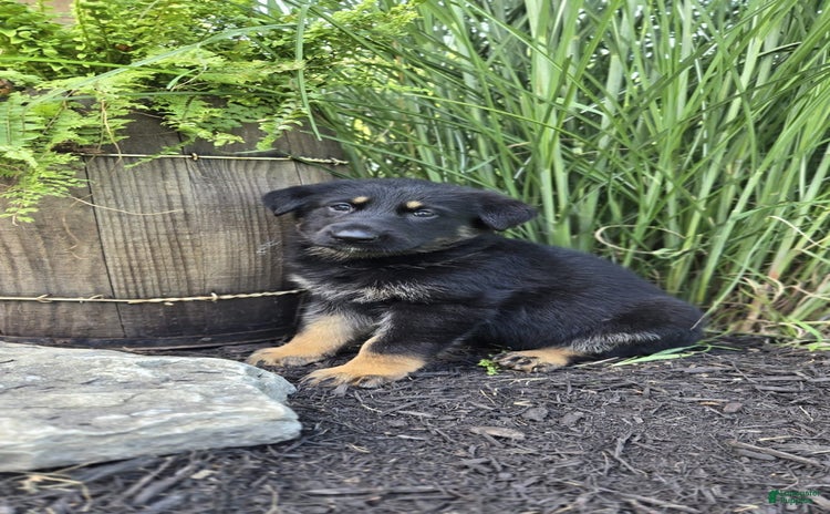 German Shepherd dogs - Advert 29