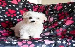 Maltese dogs for sale: Jasper - Image 4