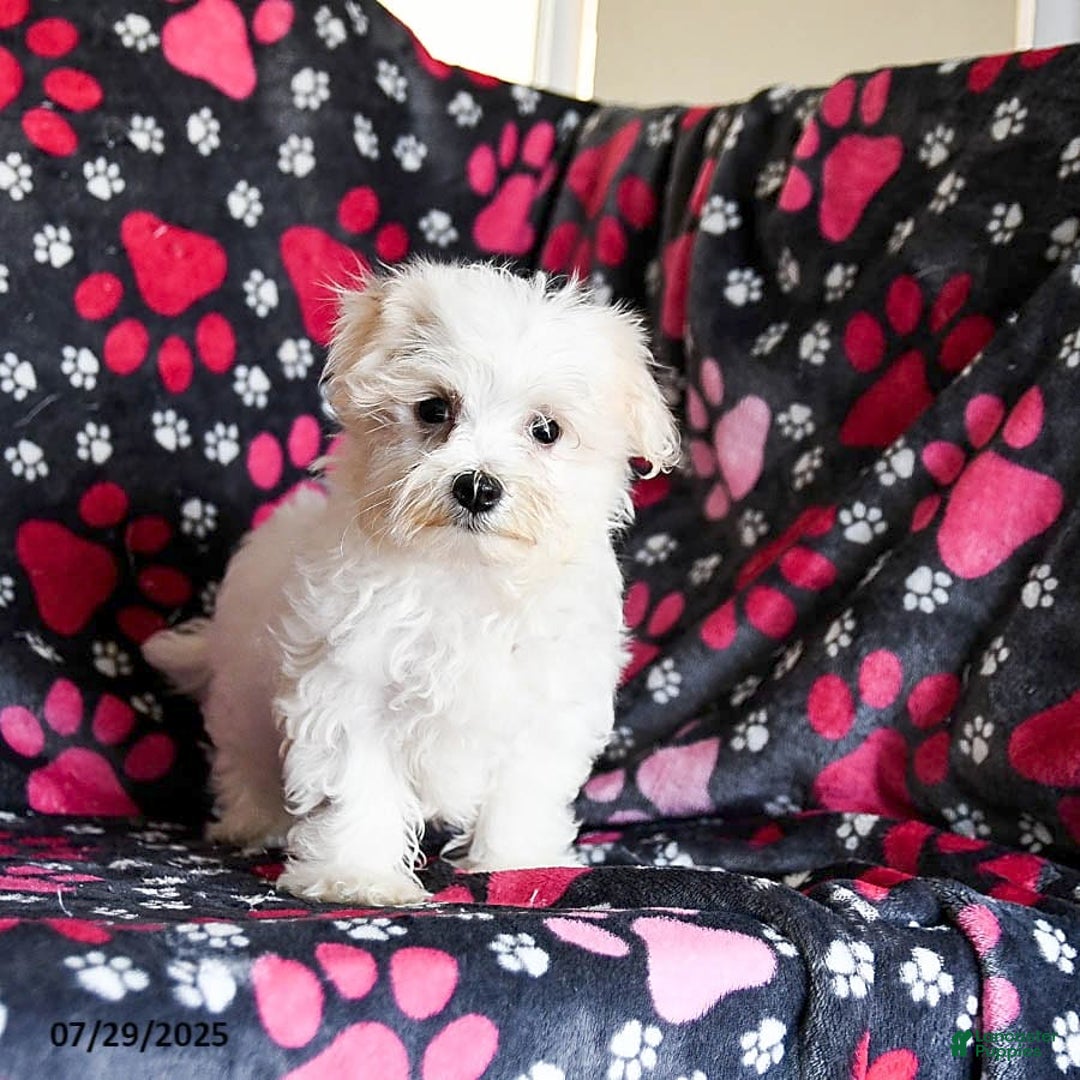 Maltese dogs for sale: Jasper - Image 4