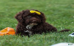 Cockapoo dogs for sale: Bess - Image 18
