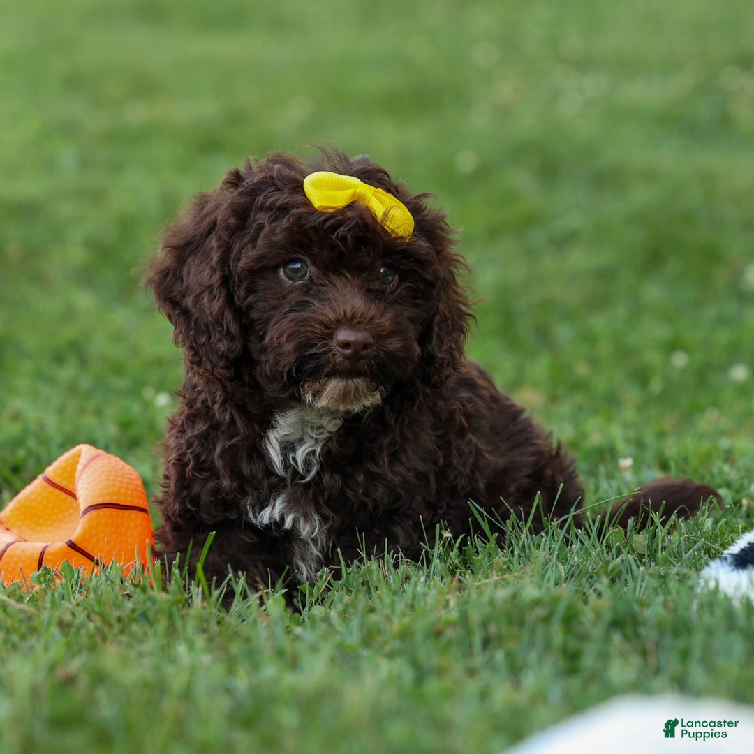 Cockapoo dogs for sale: Bess - Image 18