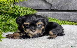 Havapoo dogs for sale: Bella - Image 2