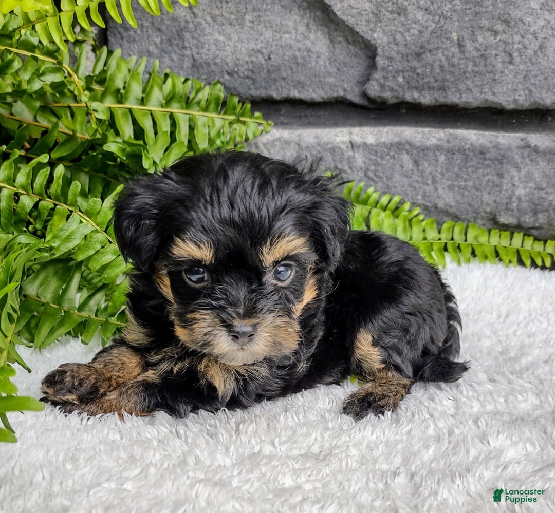 Havapoo dogs for sale: Bella - Image 2