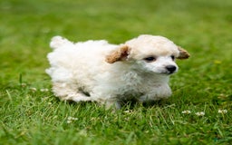 Toy Poodle dogs for sale: Okie - Image 1