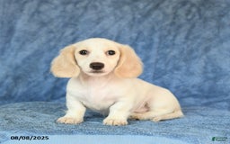 Miniature Dachshund dogs for sale: Seth - Image 5