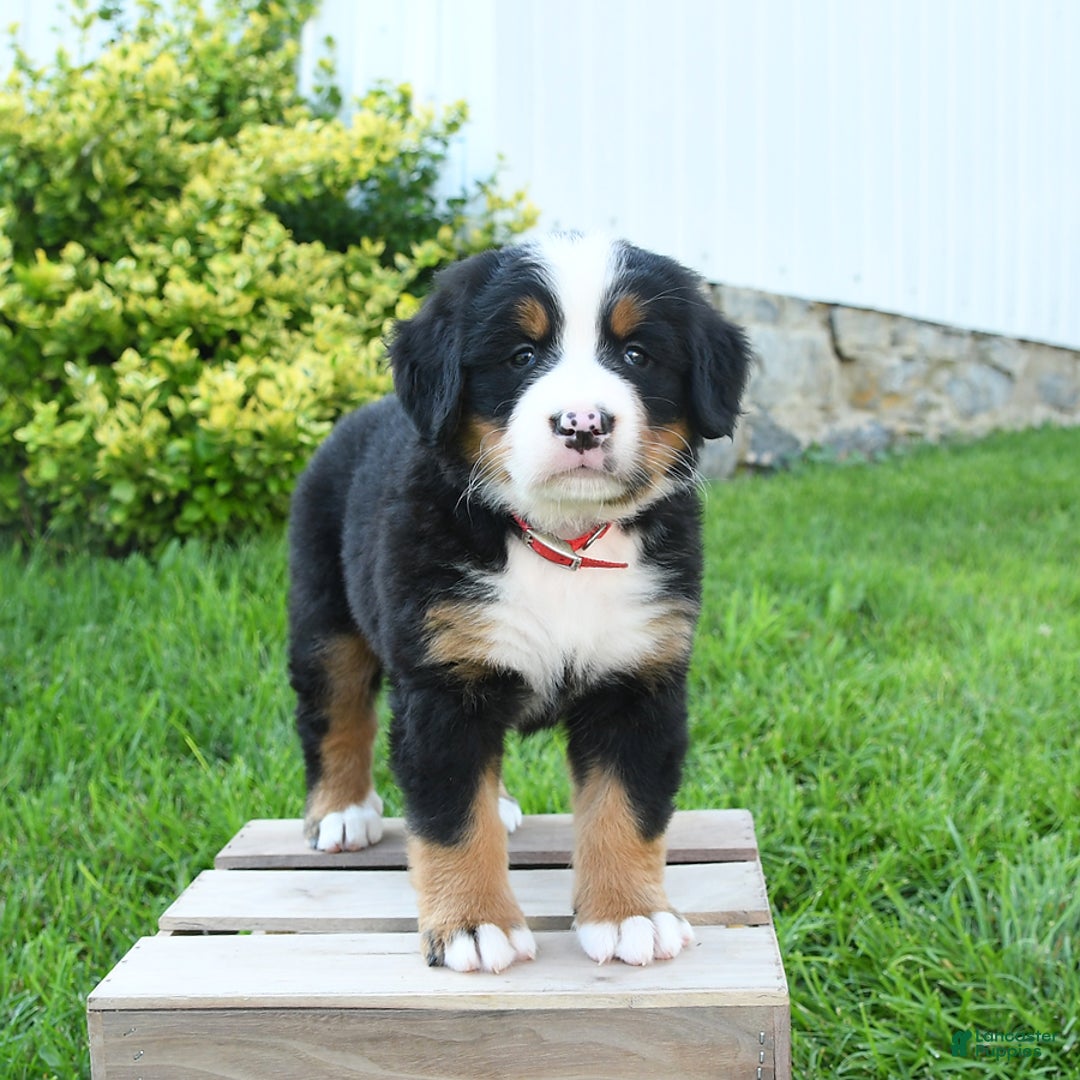 Bernese Mountain Dog dogs for sale: Mitsy - Listing for pets: Rosie, Macy, Blaze, Champ, Muffin, Lilac, Tucker, Mitsy, Tina - Image 3