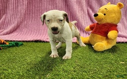 Catahoula Leopard Dog dogs for sale: Duchess 2025 Female 1 - Image 9