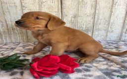 Golden Retriever dogs for sale: Flash - Image 2