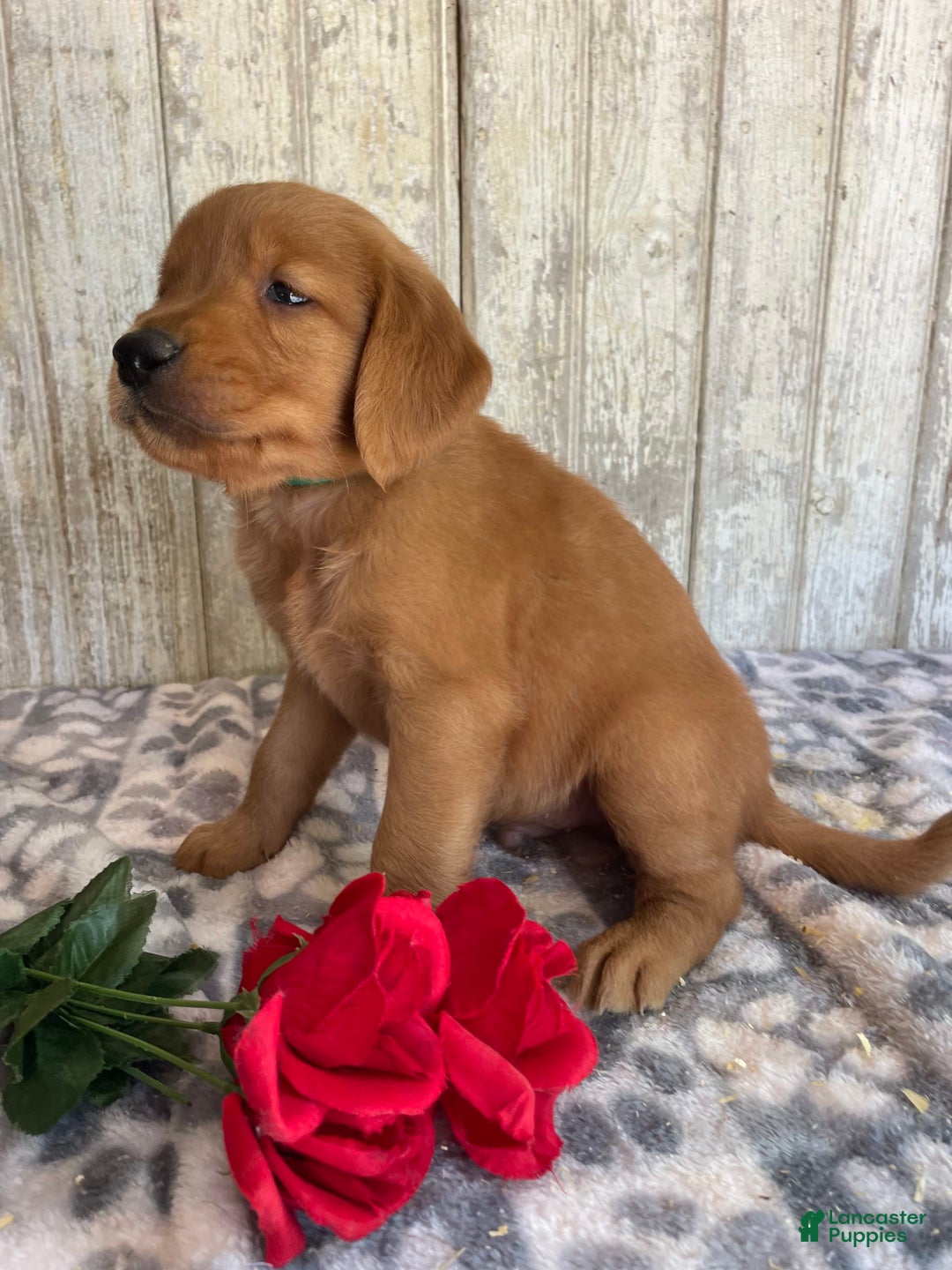 Golden Retriever dogs for sale: Flash - Image 2