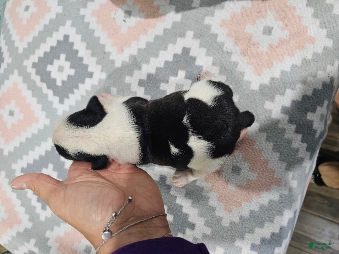 Staffordshire Bull Terrier dogs for sale: Deuce - Image 2