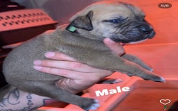Presa Canario dogs for sale: Nino - Image 1