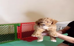 Bichpoo dogs for sale: Nick - Image 1