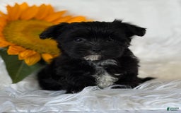 Morkie dogs for sale: LOGAN - Image 10