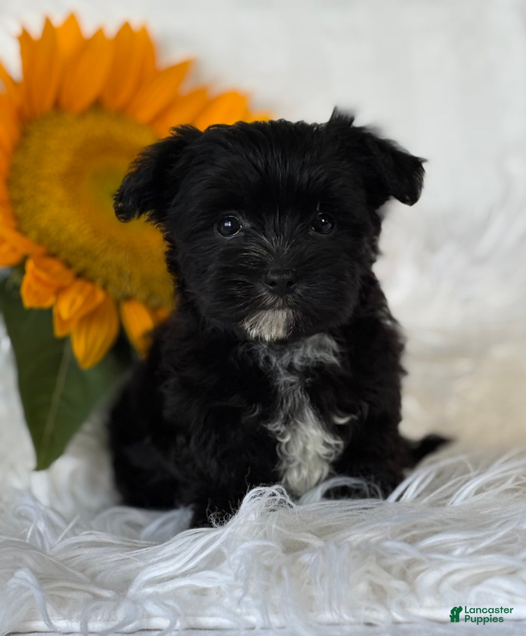 Morkie dogs for sale: LOGAN - Image 10