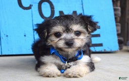Morkie dogs for sale: Mason - Image 10
