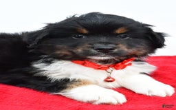 Miniature Australian Shepherd dogs for sale: Liam - Image 4