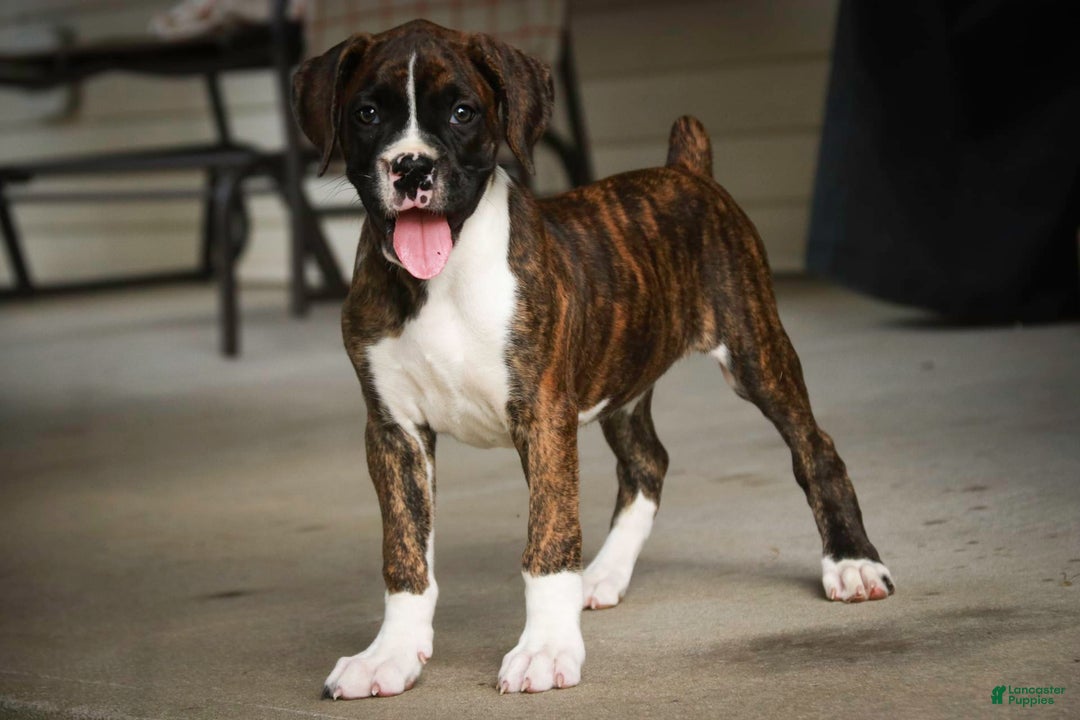 Boxer dogs for sale: Tori - Image 1