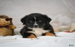 Miniature Australian Shepherd dogs for sale: Buddy - Image 2