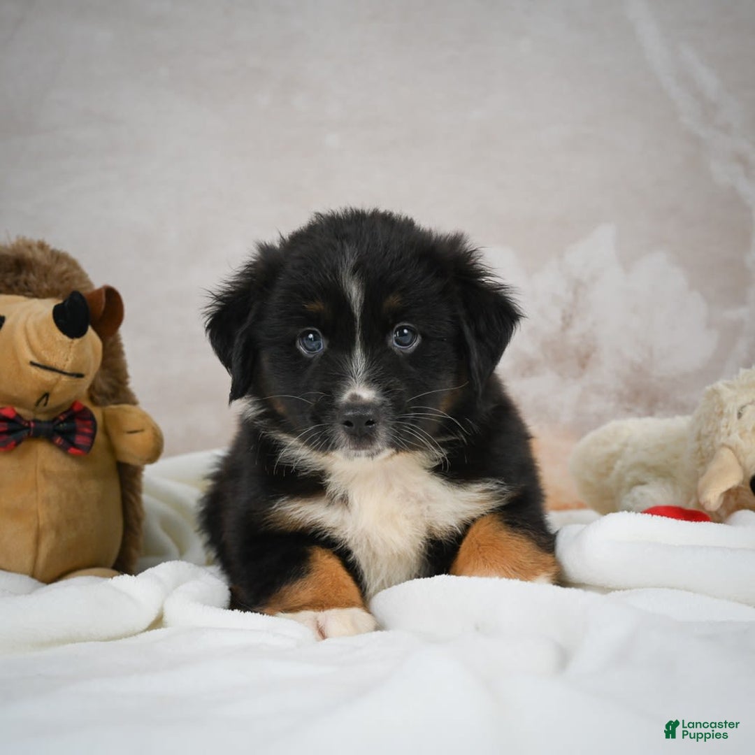 Miniature Australian Shepherd dogs for sale: Buddy - Image 2