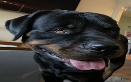 Rottweiler dogs for sale: Nala - Image 3