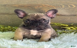 Frenchton dogs for sale: Kimmy - Image 4