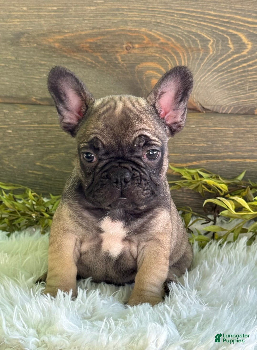 Frenchton dogs for sale: Kimmy - Image 4