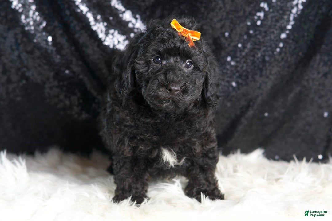 Toy Poodle dogs for sale: Romeo - Image 6