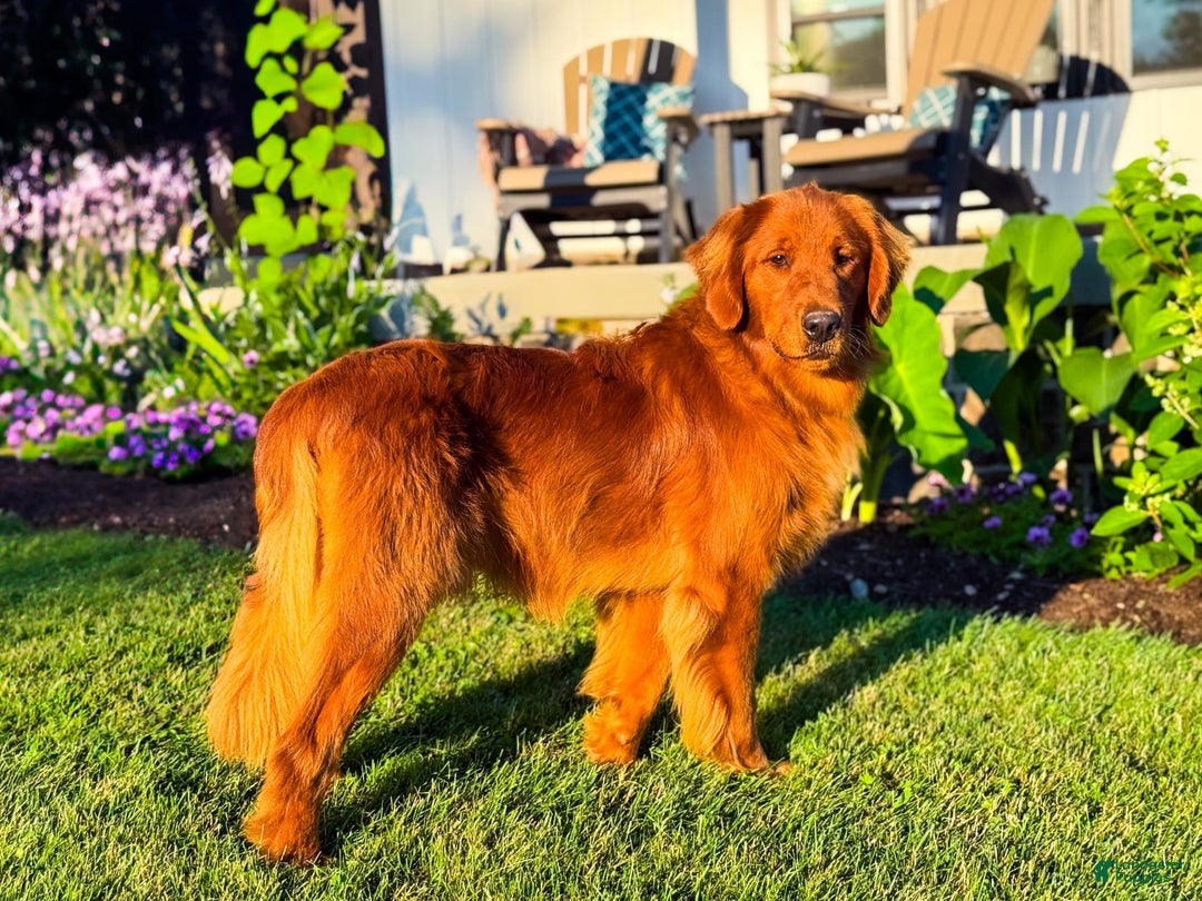 Golden Retriever dogs for sale: Rascal - Image 25