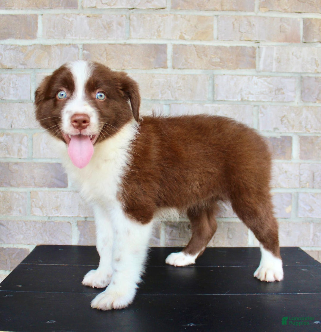 Australian Shepherd dogs for sale: Tonya - Image 2