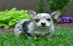 Welsh Corgi Pembroke dogs for sale: Welsh Corgi (Pembroke) 5 puppies - Image 11