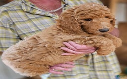 Standard Poodle dogs for sale: Standard Poodle Ma - Image 4